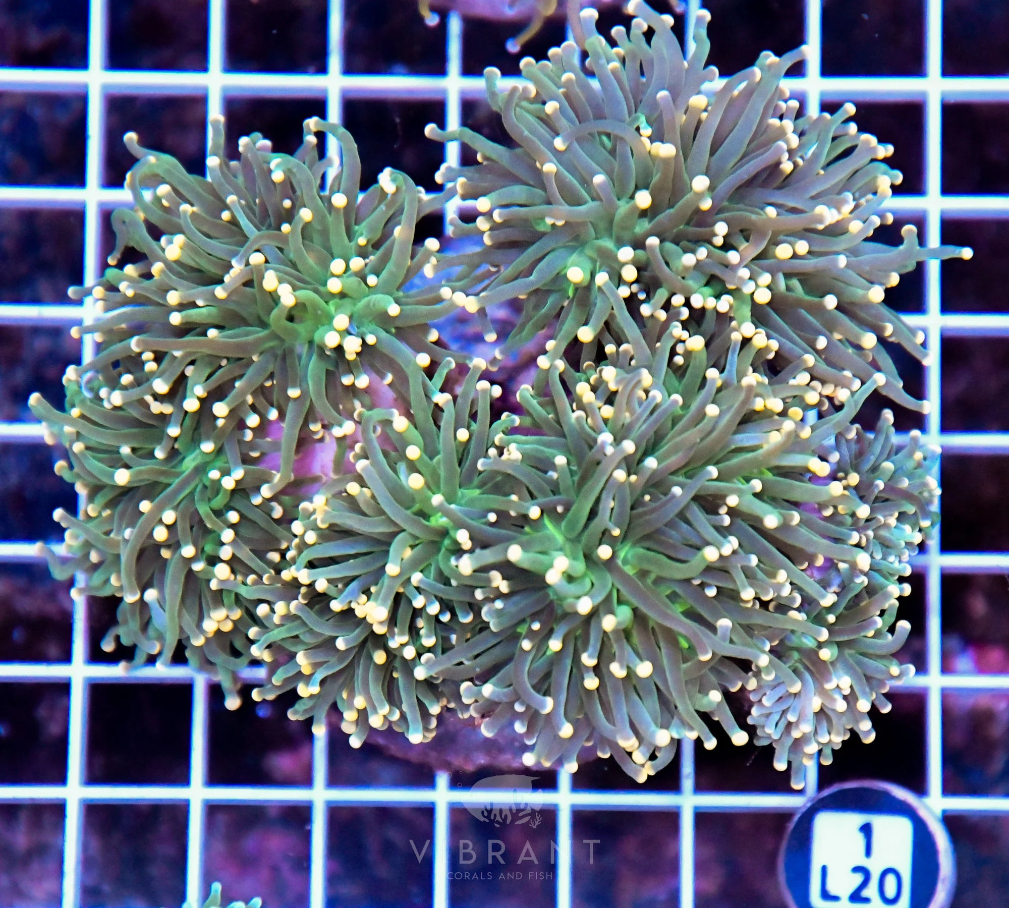 Torch INDO Colony