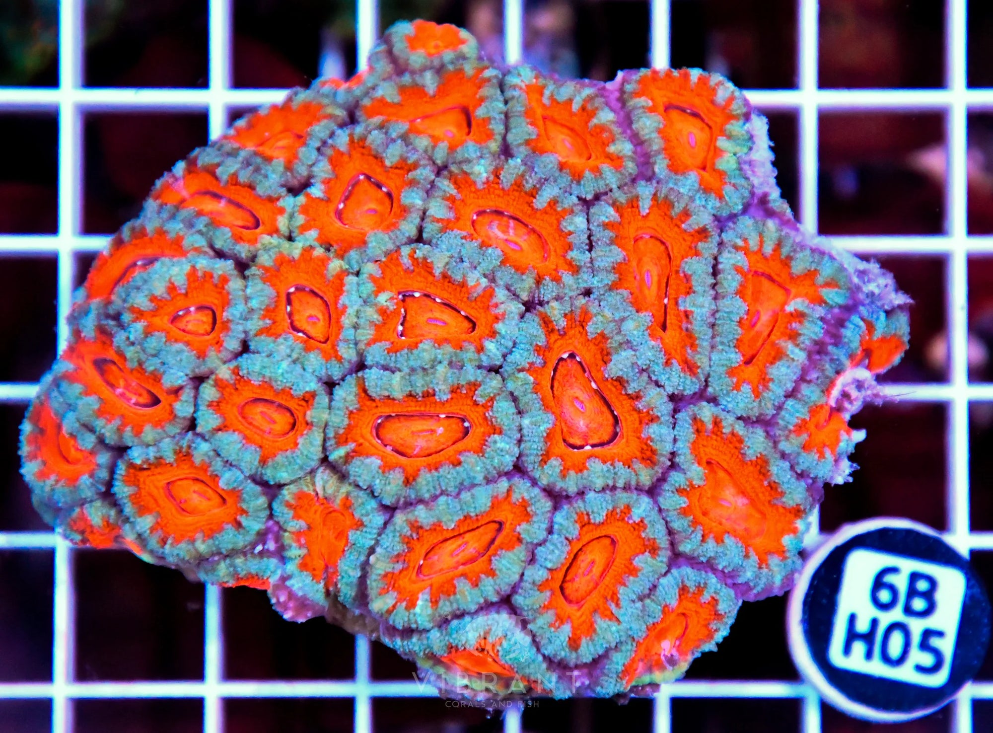 Acan Lord AUS