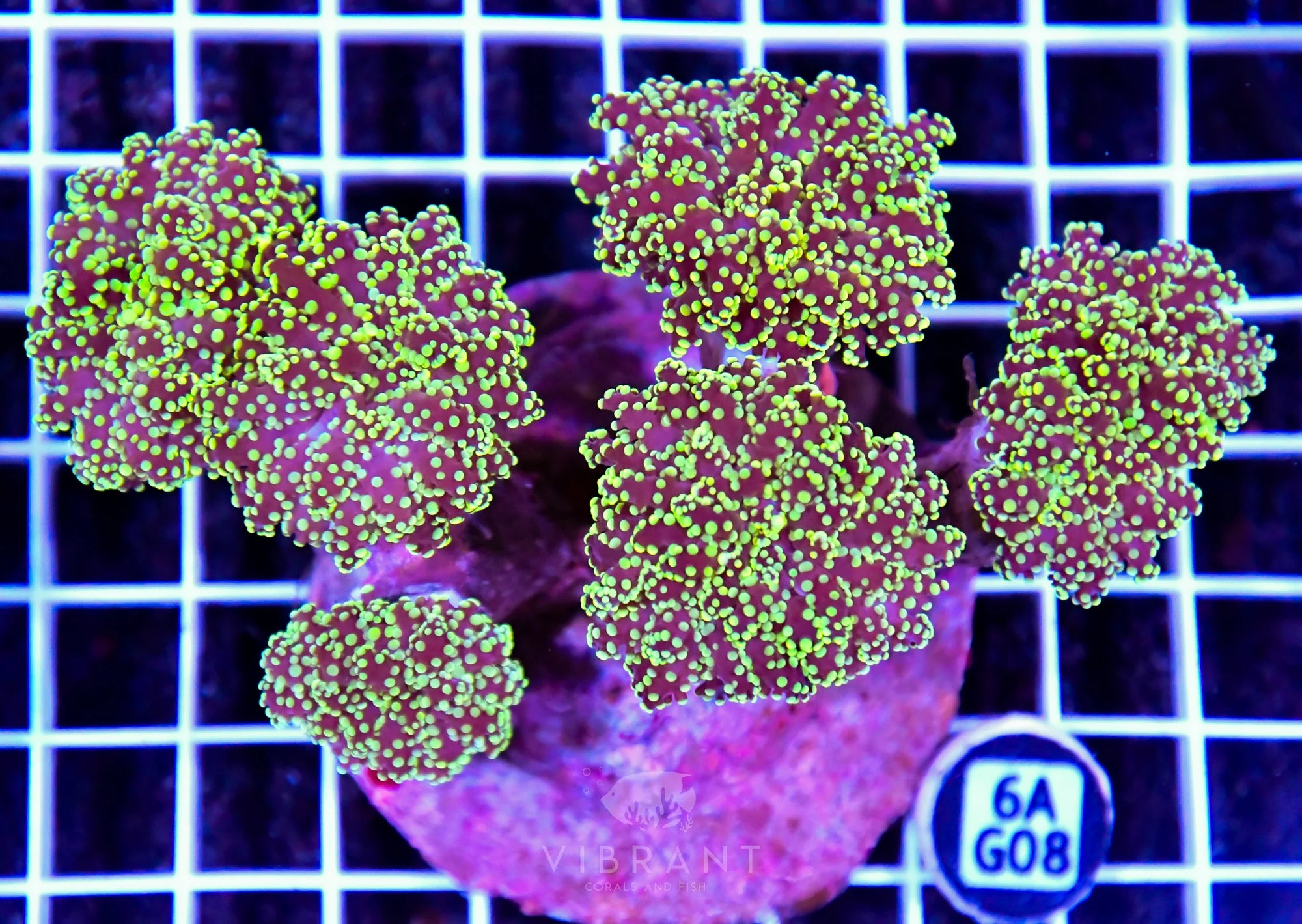 Octospawn INDO W