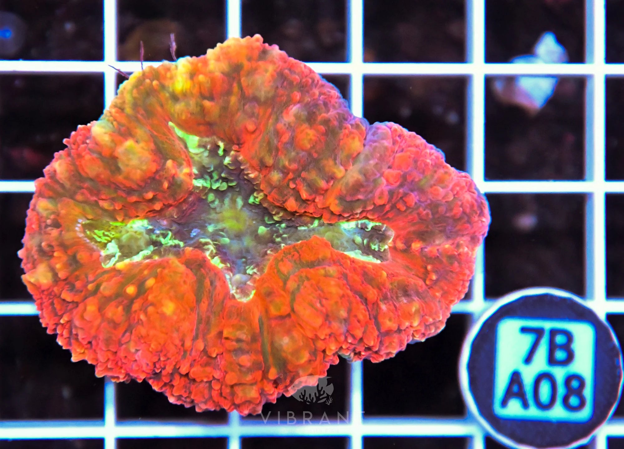 Symphyillia AUS