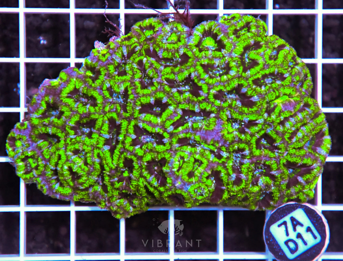 Acan Lord AUS