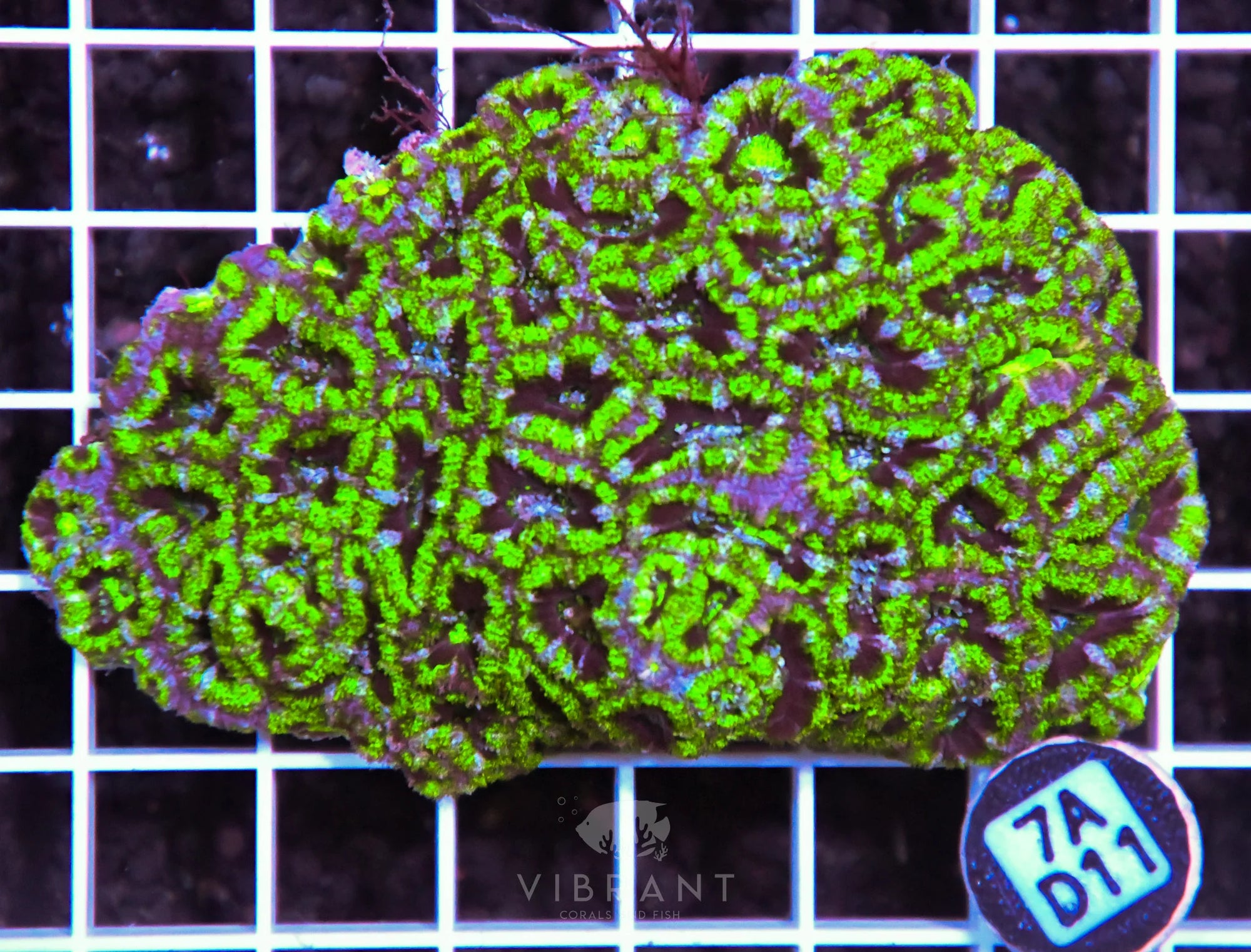 Acan Lord AUS