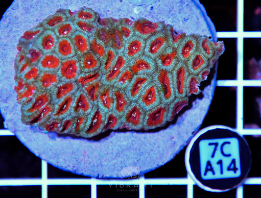 Micromussa INDO