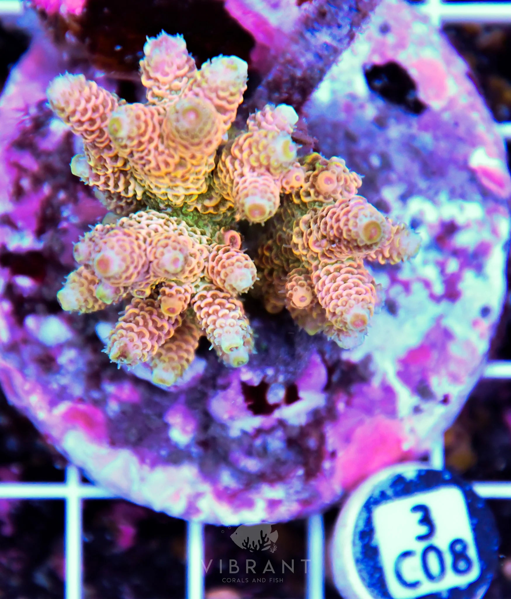 Acro INDO