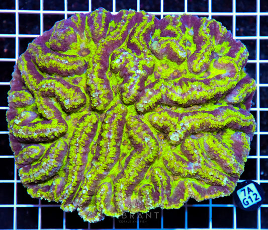 Symphyllia INDO W