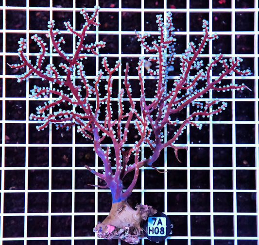 Gorgonian INDO W