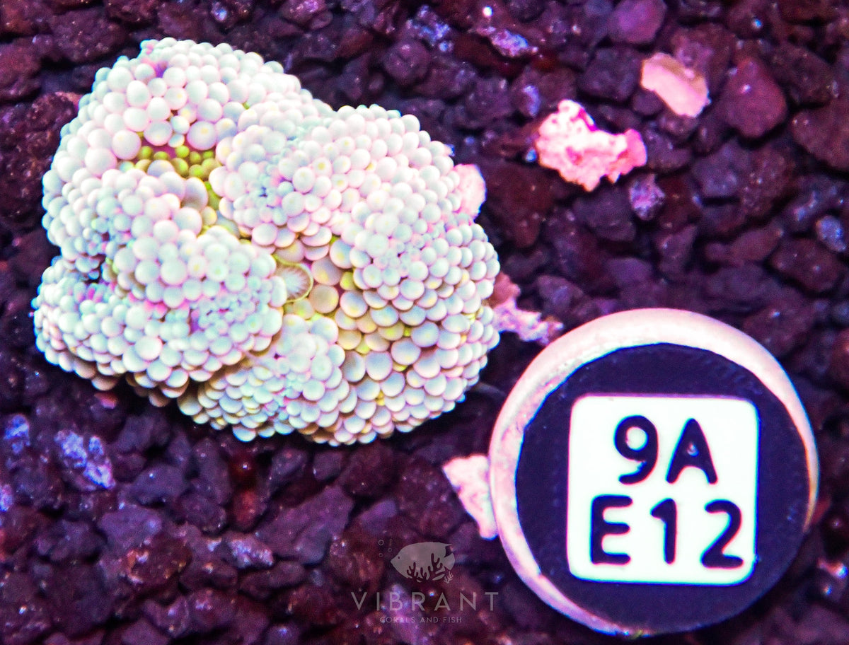 Ricordea Mushroom