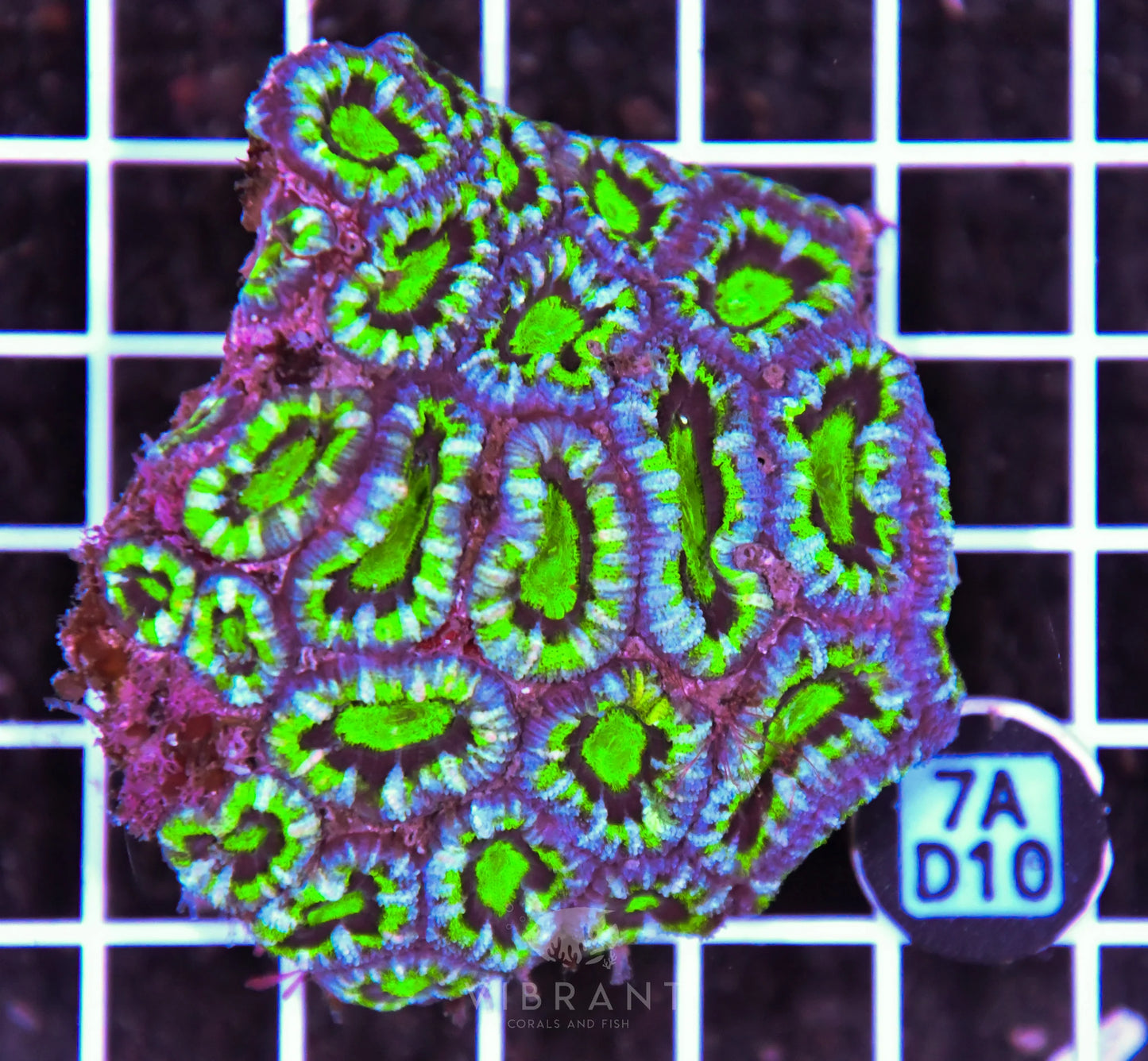 Acan Lord AUS