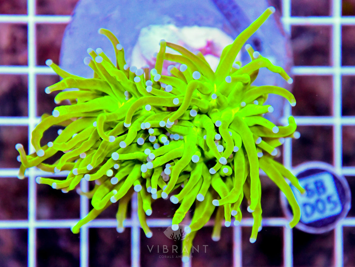 Torch INDO