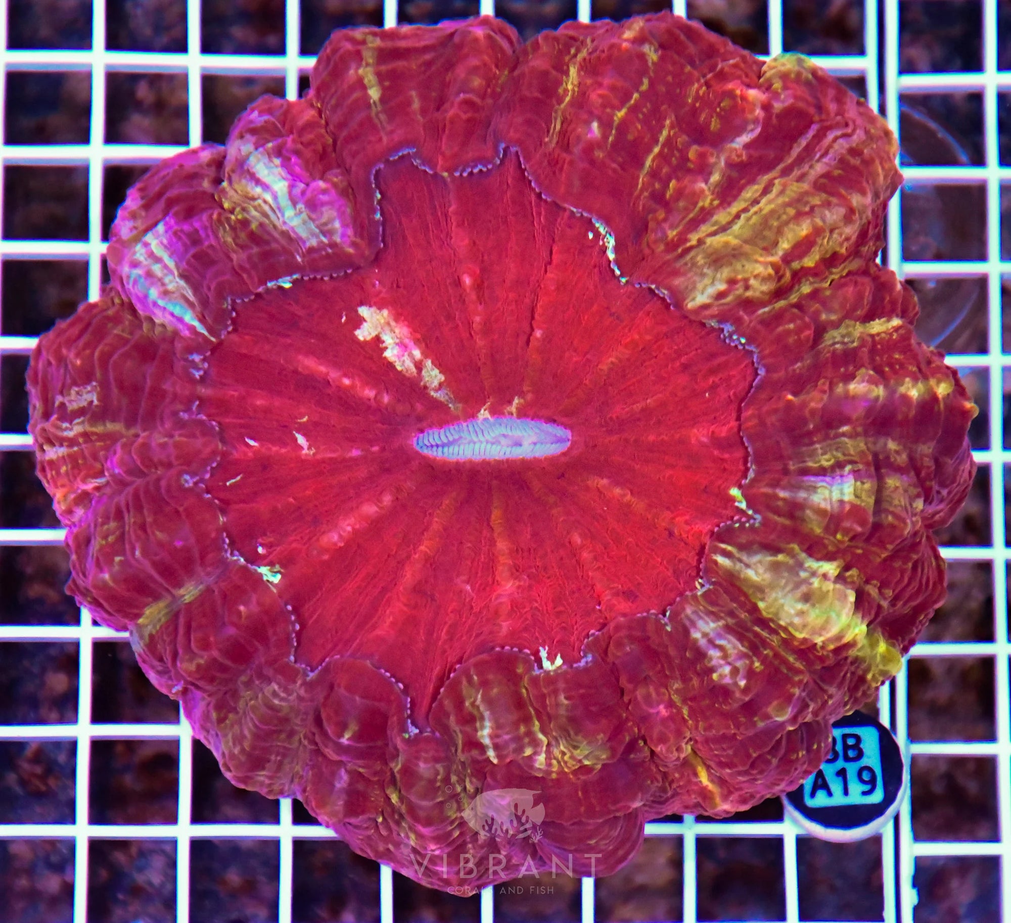 Acanthophyllia INDO W