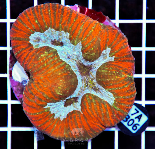 Symphyllia INDO