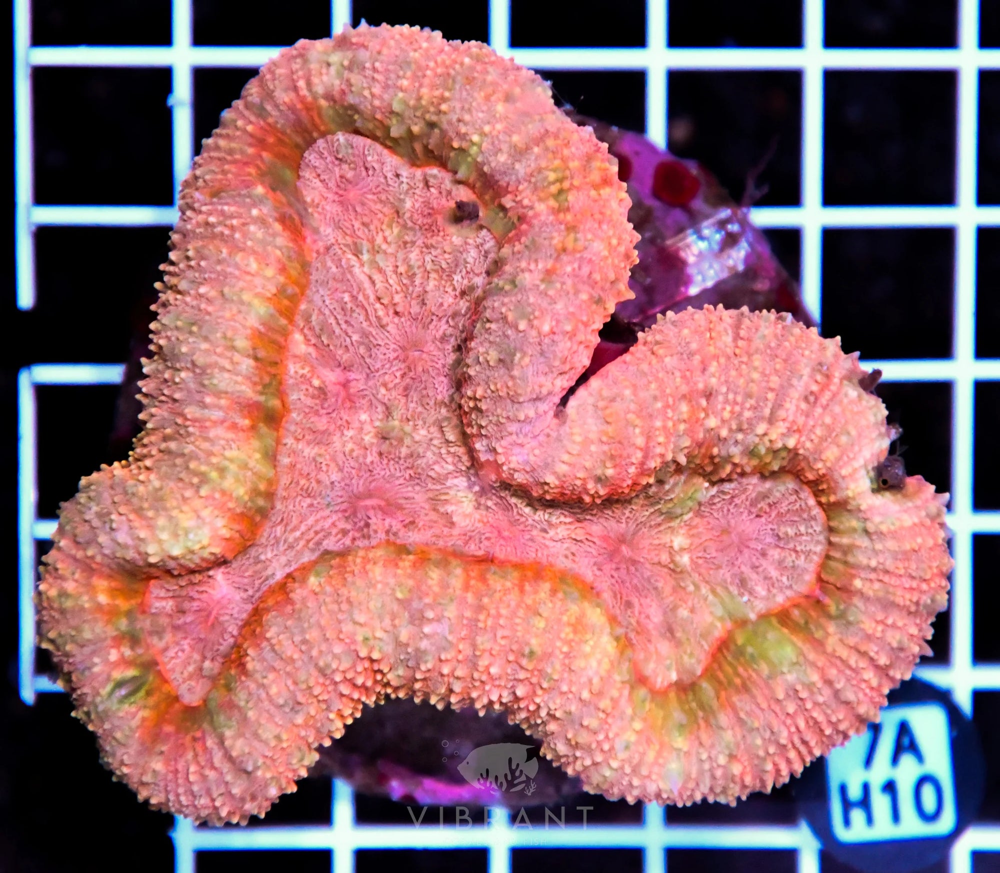 Symphyllia INDO