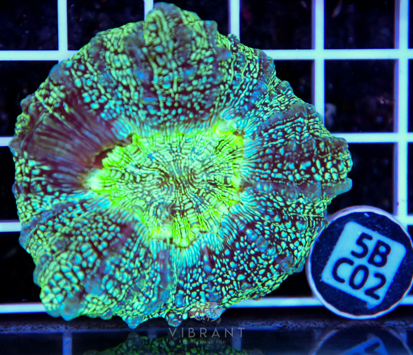 Acanthophyllia AUS
