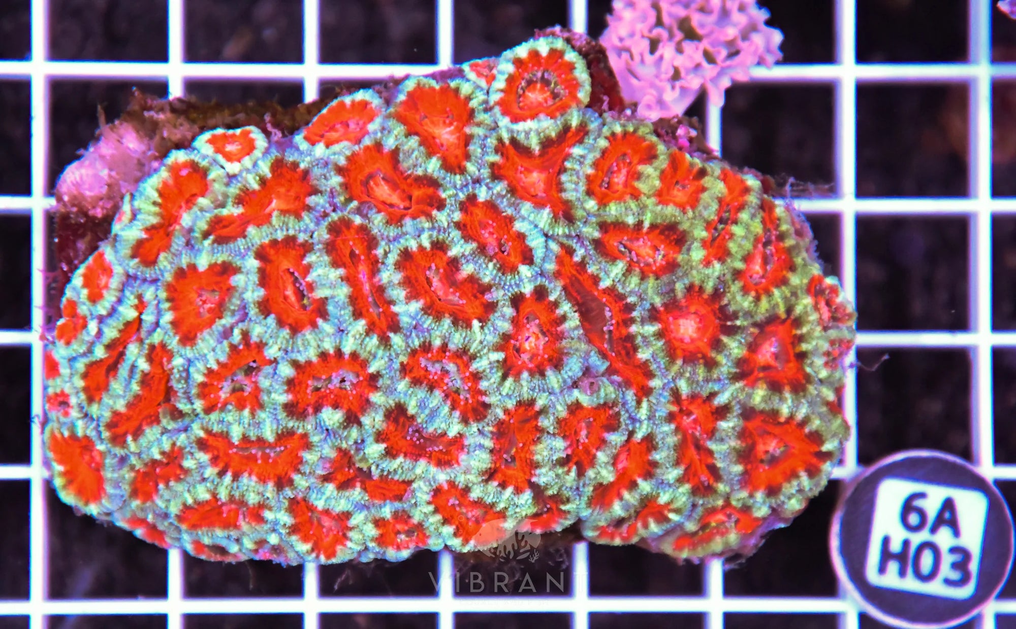 Acan Lord AUS