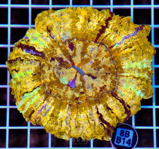Acanthophyllia INDO W