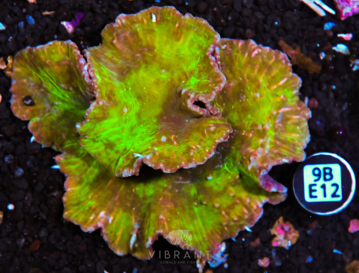 Cabbage Coral INDO W