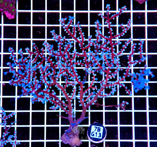Gorgonian INDO W
