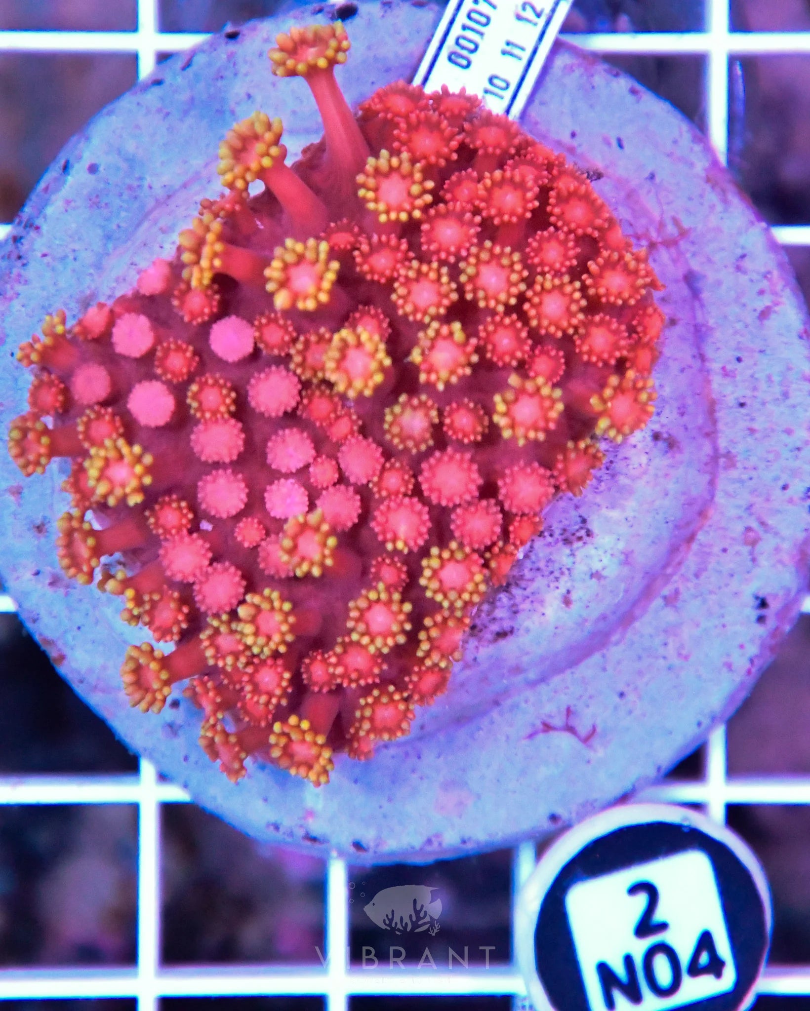 Goniopora INDO