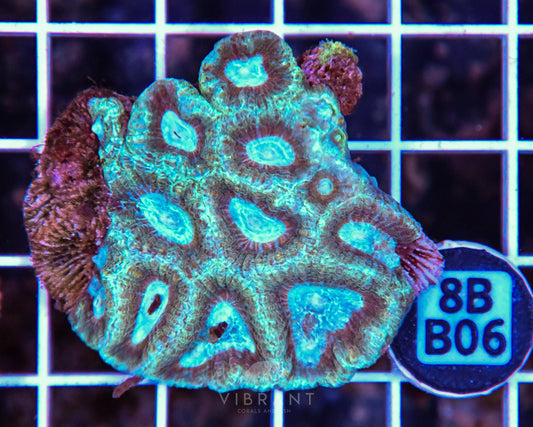 Micromussa WAUS
