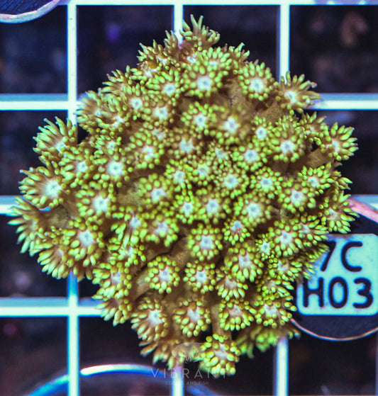 Frag Goniopora WAUS