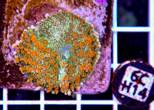 Mushroom INDO