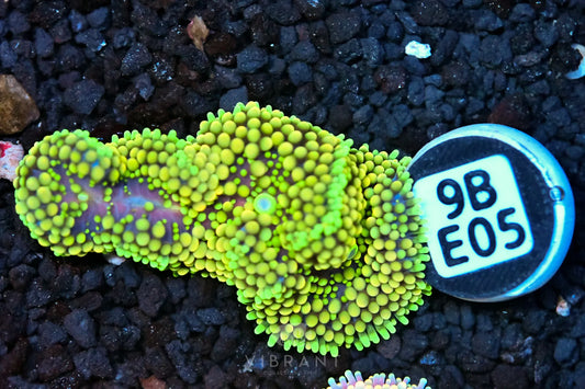 Ricordea Mushroom