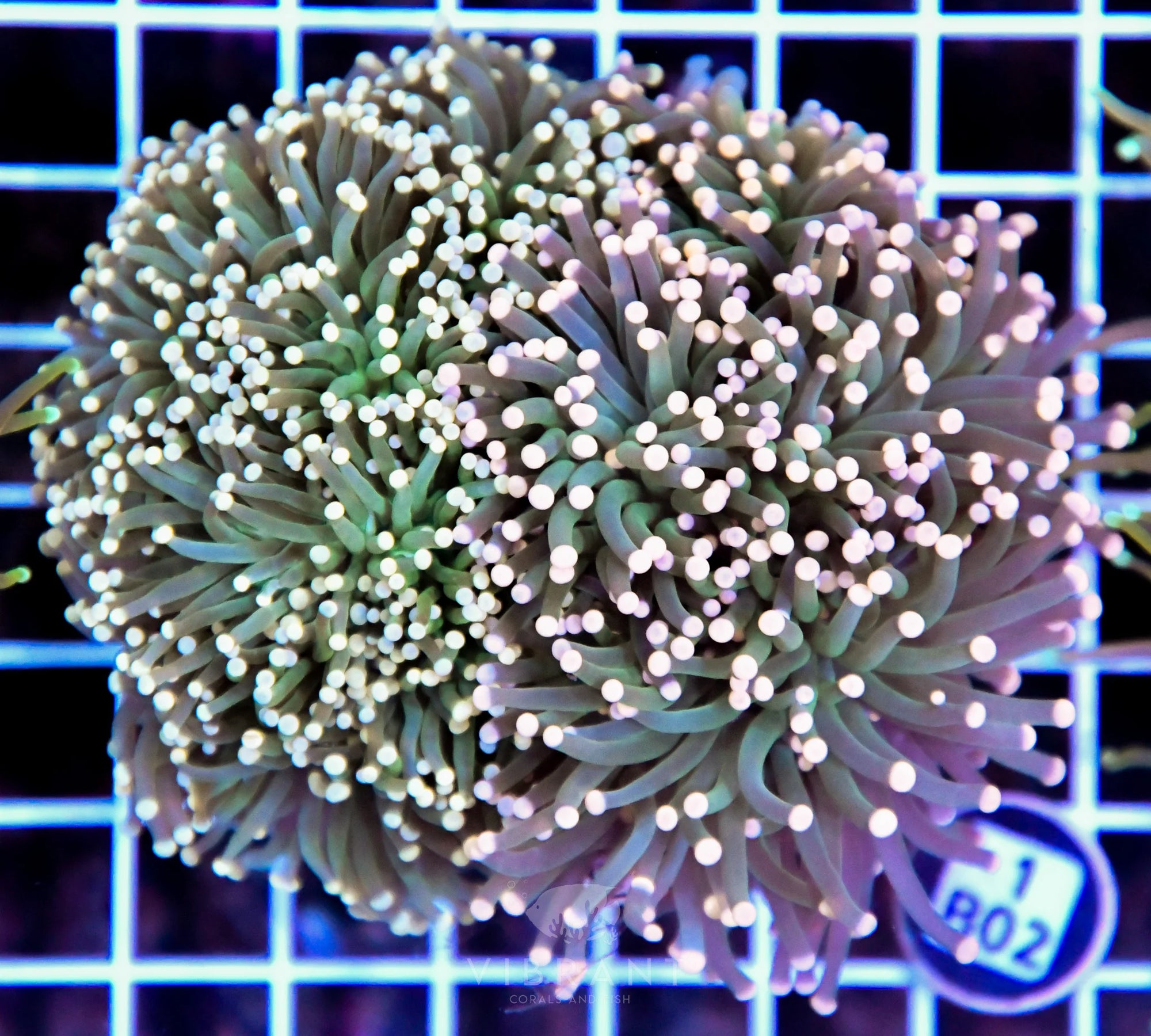 Torch INDO Colony