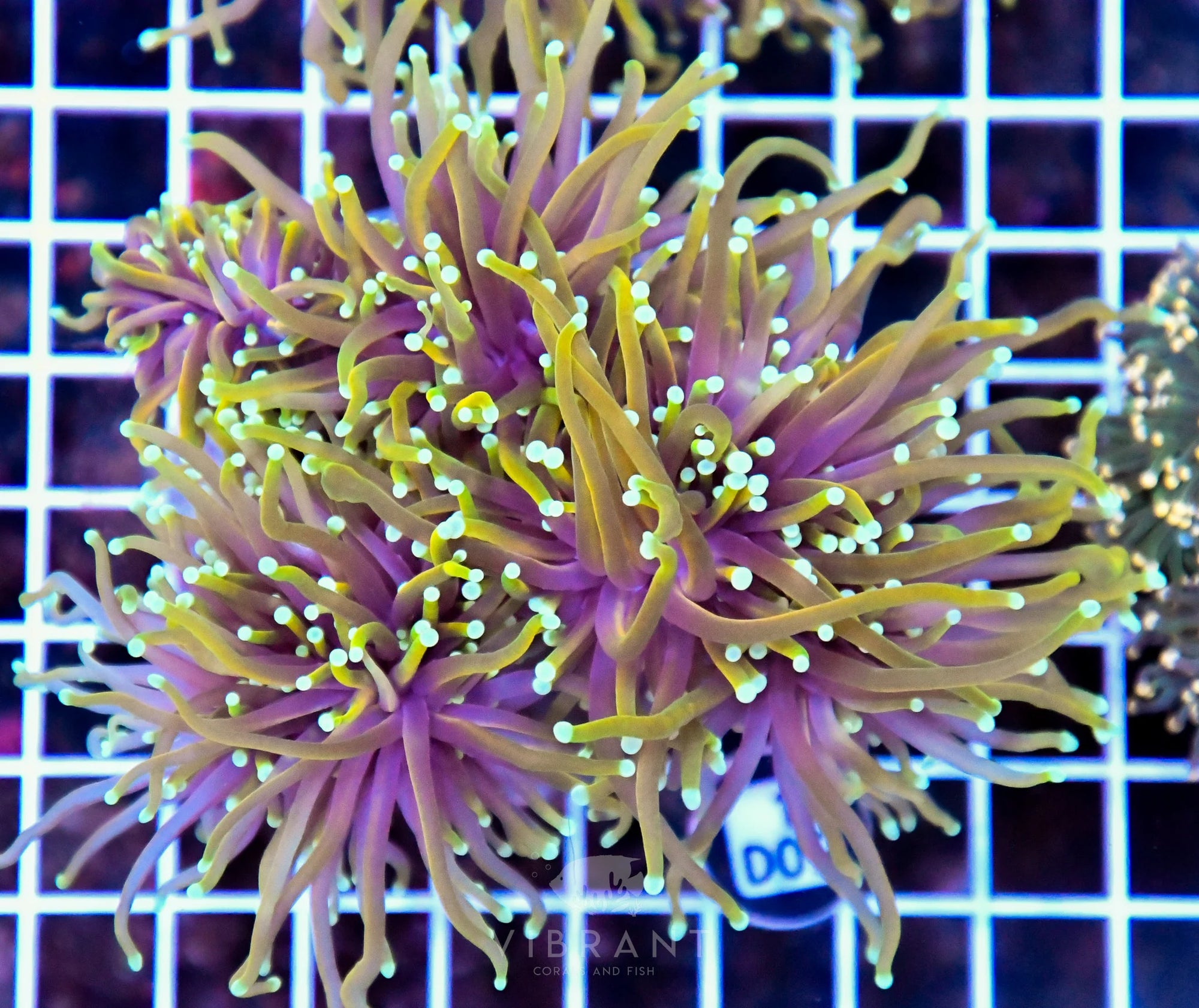 Torch INDO Colony