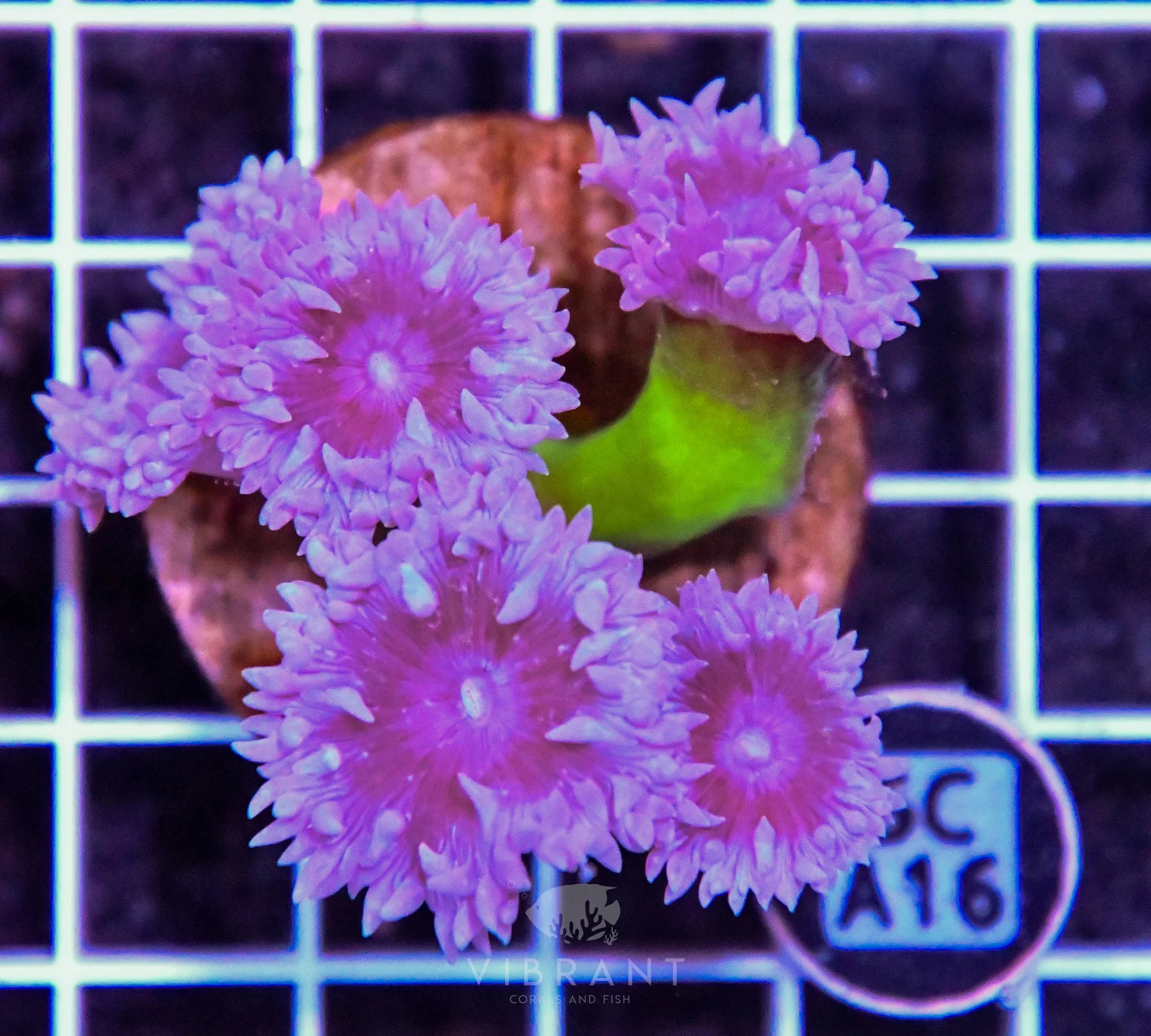 Duncun Polyp Colony AUS