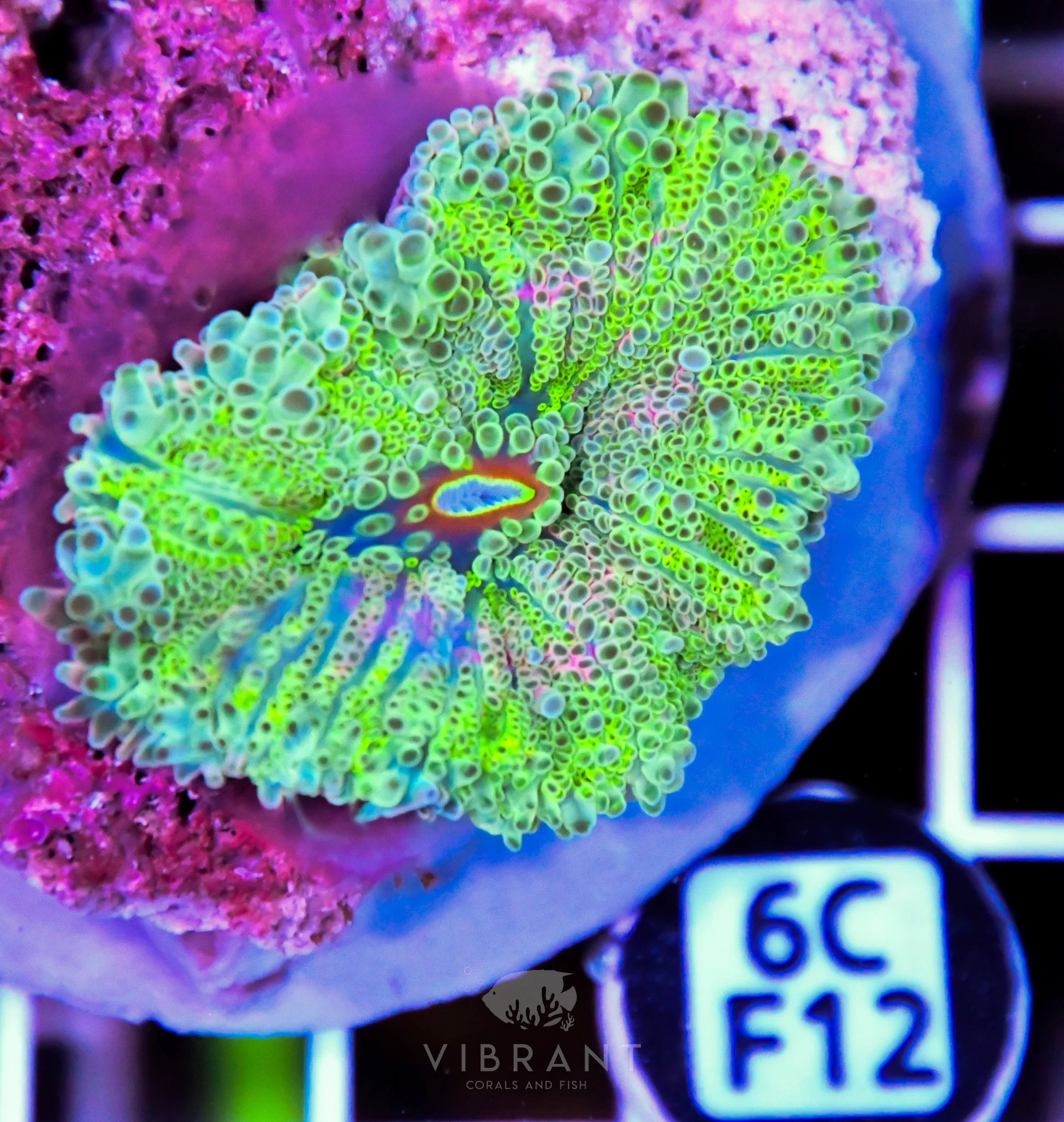 Mushroom INDO