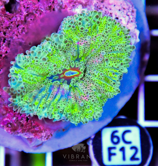 Mushroom INDO