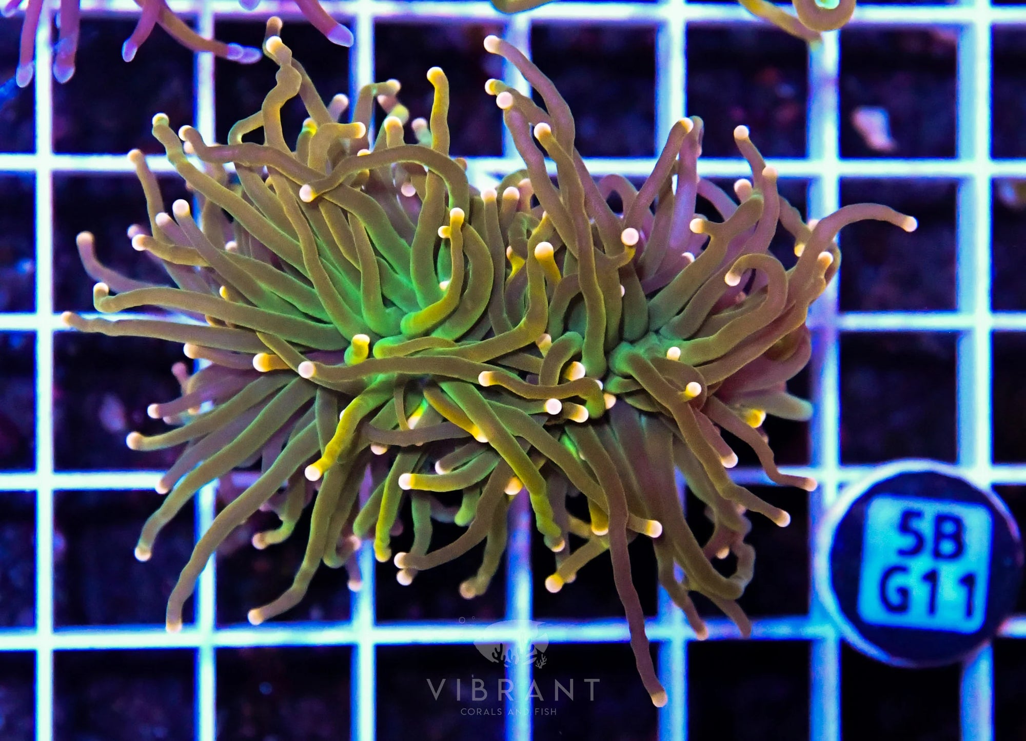 Frag Torch INDO W Fat Head