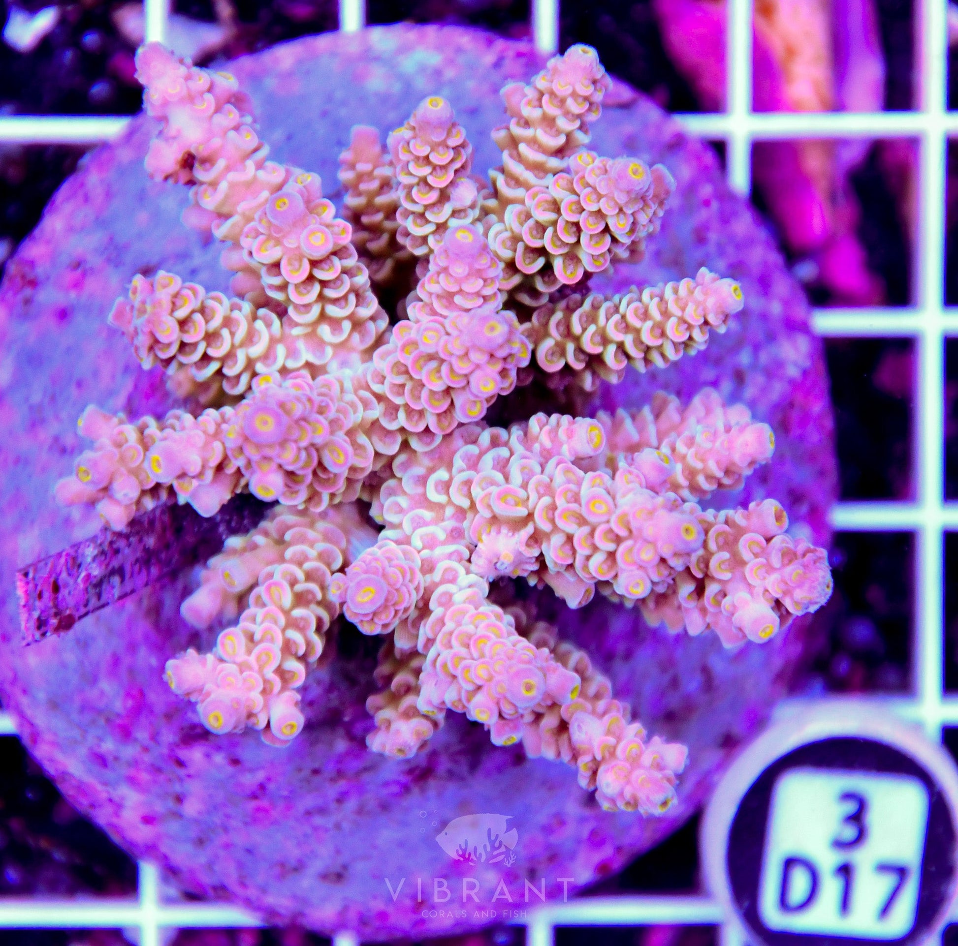 Acro INDO