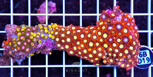 Zoa INDO W