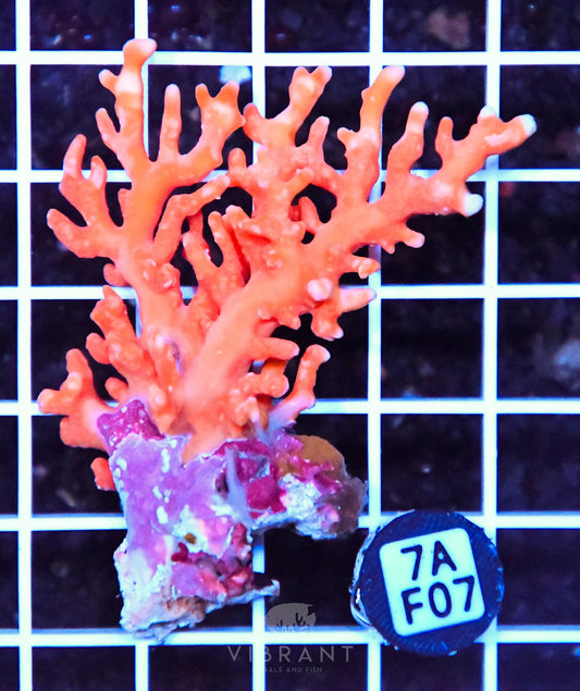Lace Coral AUS