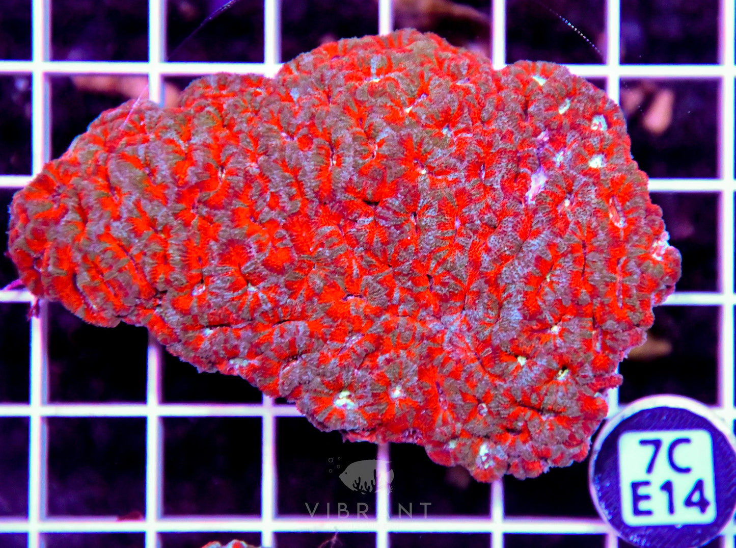 Micromussa INDO
