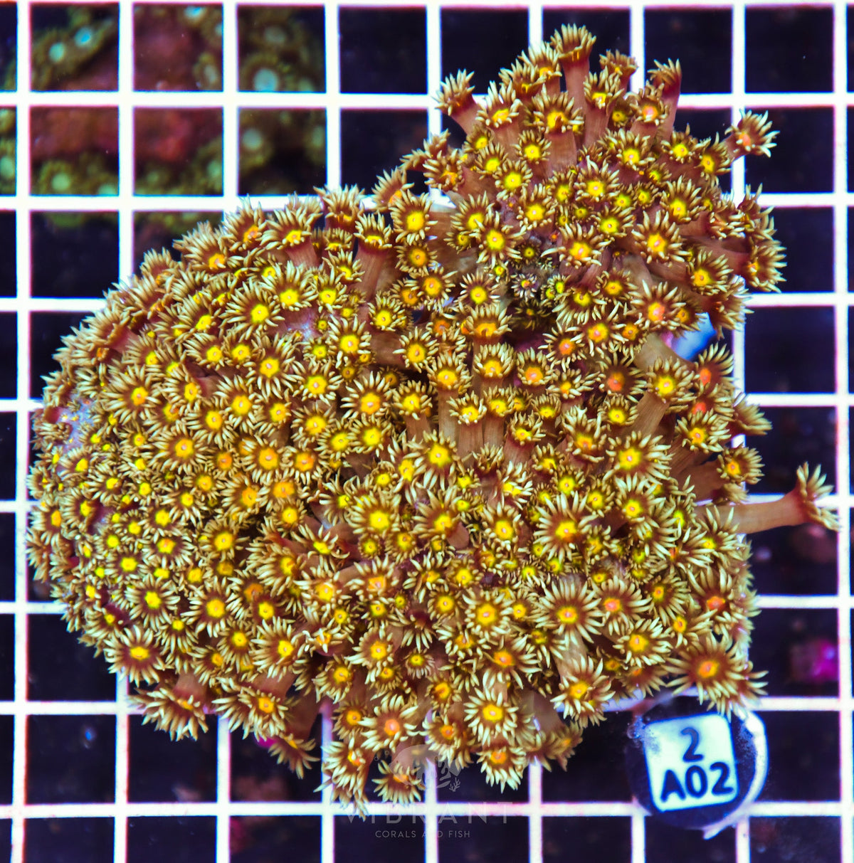 Goniopora INDO