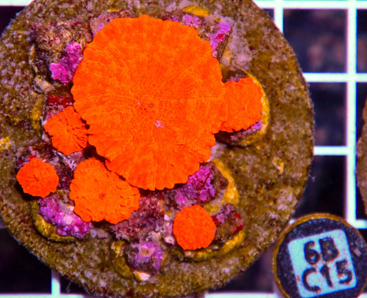 Mushroom INDO