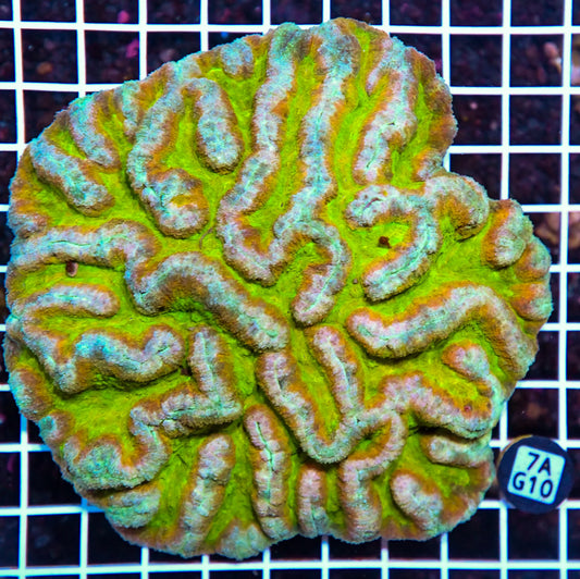 Symphyllia INDO W