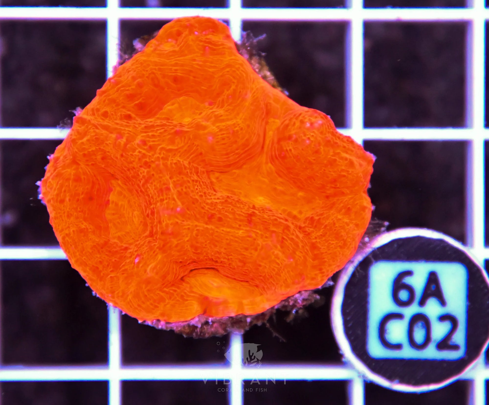 Acan Bower AUS