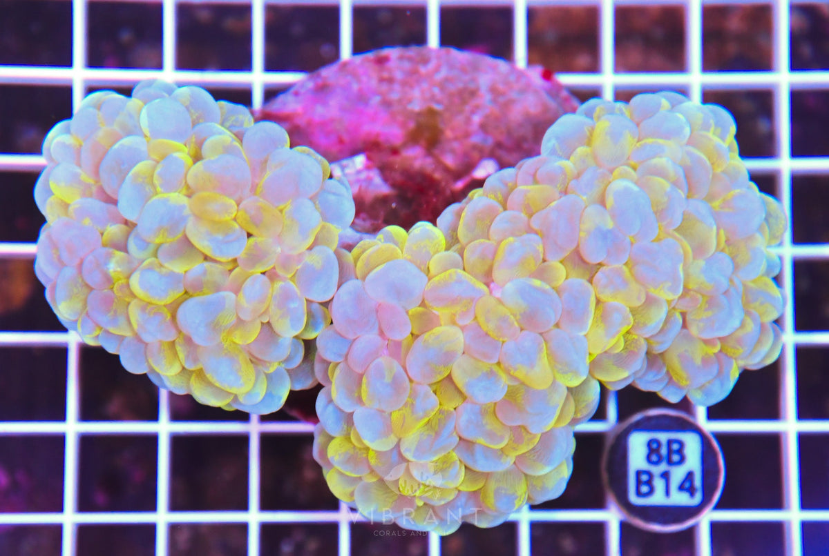Bubble Coral INDO