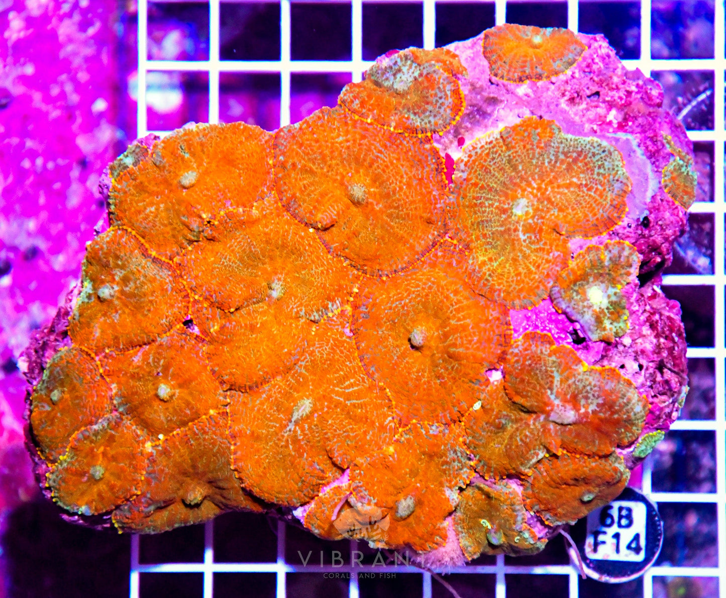 Mushroom INDO W