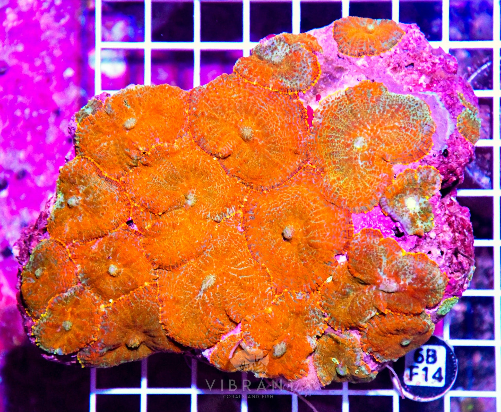 Mushroom INDO W