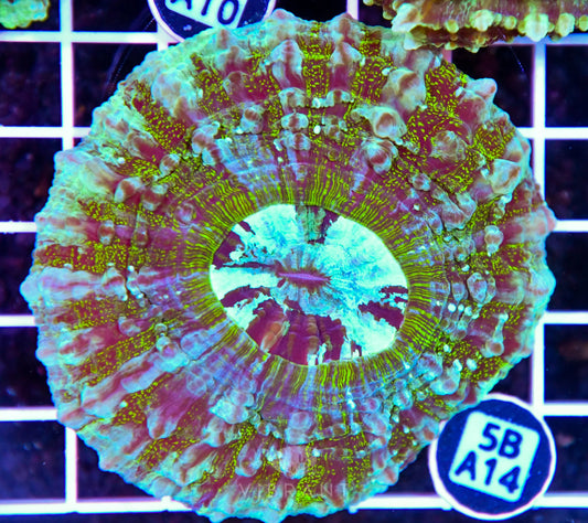 Acanthophyllia AUS