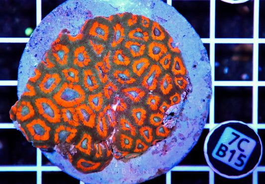Micromussa INDO