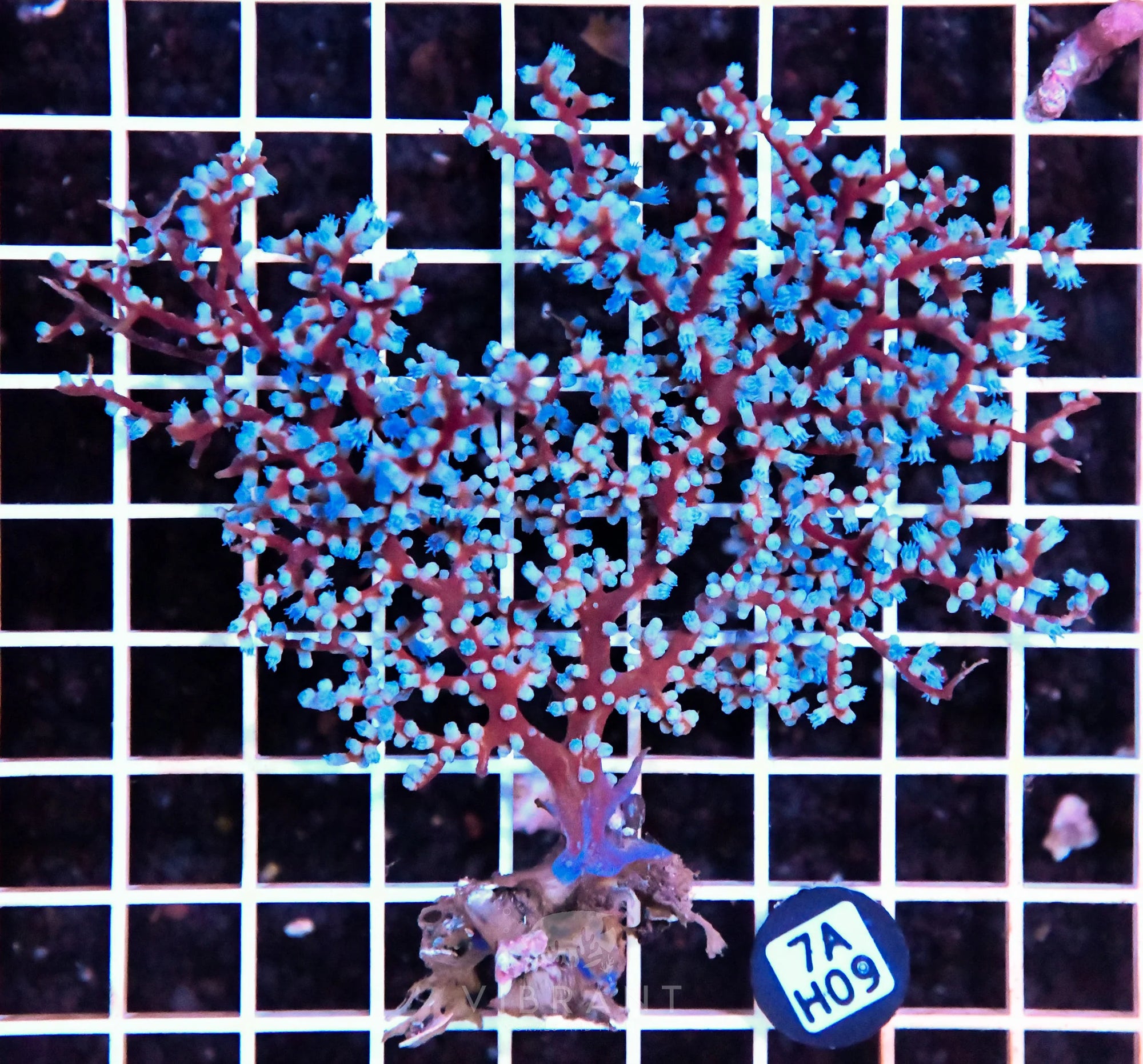 Gorgonian INDO W
