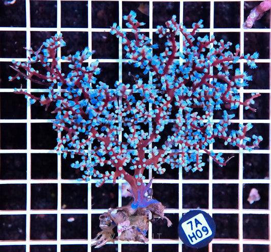 Gorgonian INDO W