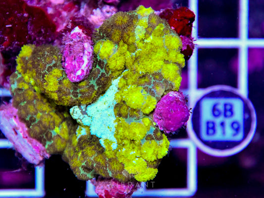 Mushroom INDO