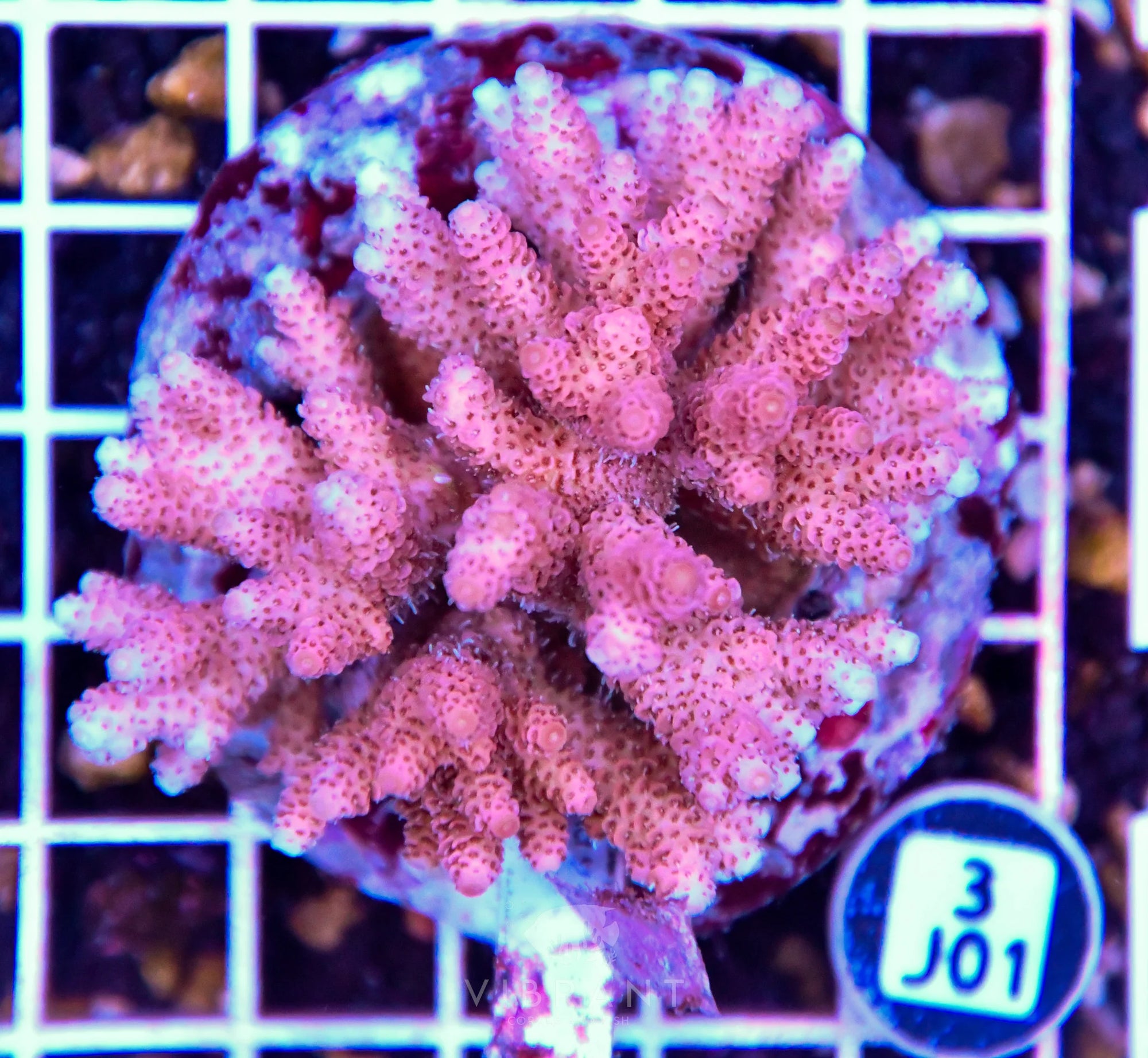 Acro INDO
