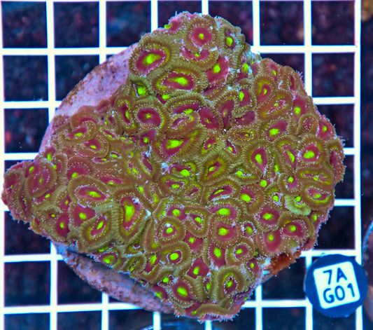 Micromussa INDO